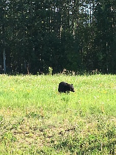 IMG_2119 Black Bear Along Alcan Highway